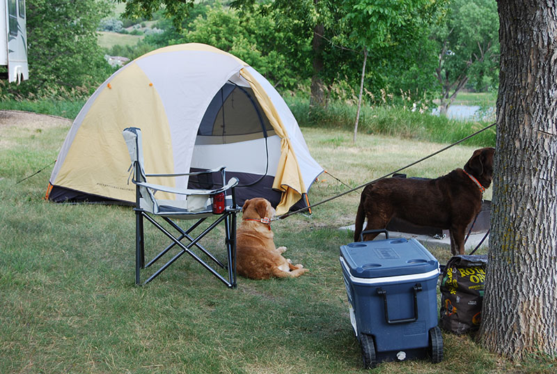 Camping in SD with my dogs